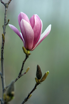 玉蘭花