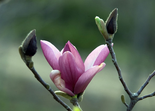玉蘭花