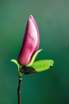 玉蘭花