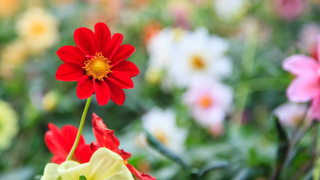 大紅花
