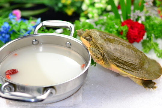 甲魚鍋