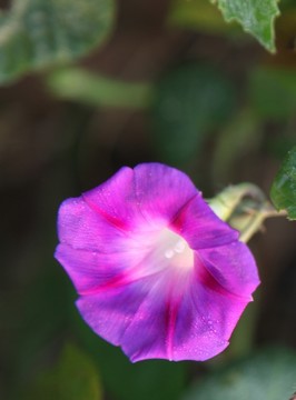 盛開(kāi)的牽?；? style=