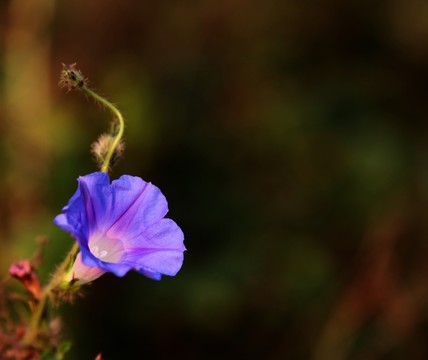 盛開的打碗花