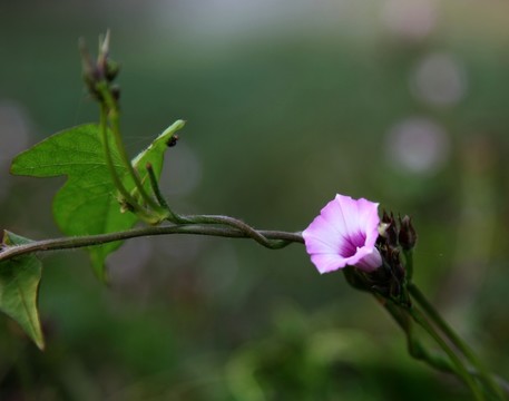 盛開(kāi)的打碗花