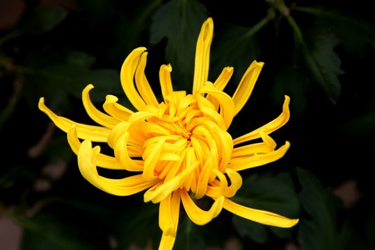 菊展上的菊花