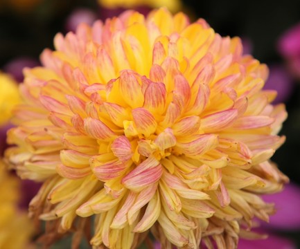 菊展上的菊花