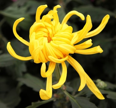 菊展上的菊花