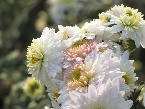 滁州貢菊 滁州白菊