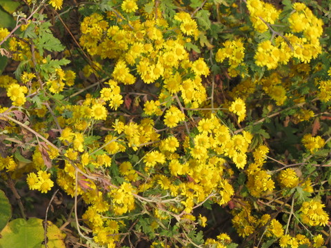 山野菊花
