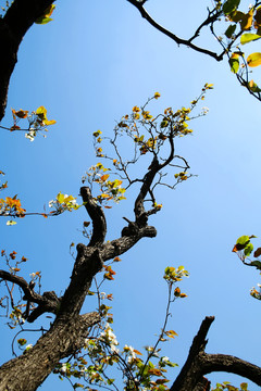 梨樹(shù)開(kāi)花