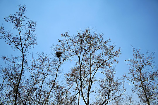 大樹鳥窩天空
