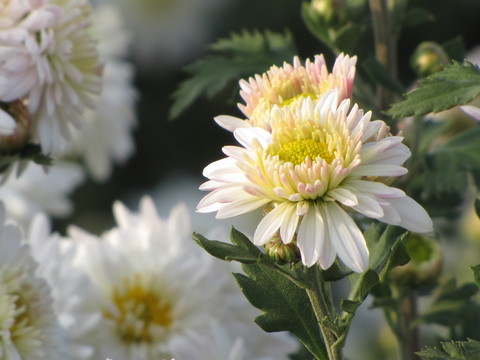 滁州白菊 滁州貢菊