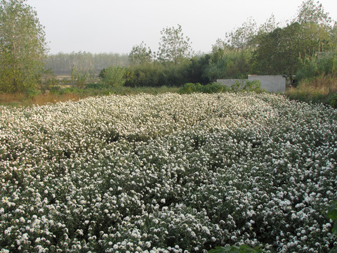 滁州貢菊種植園
