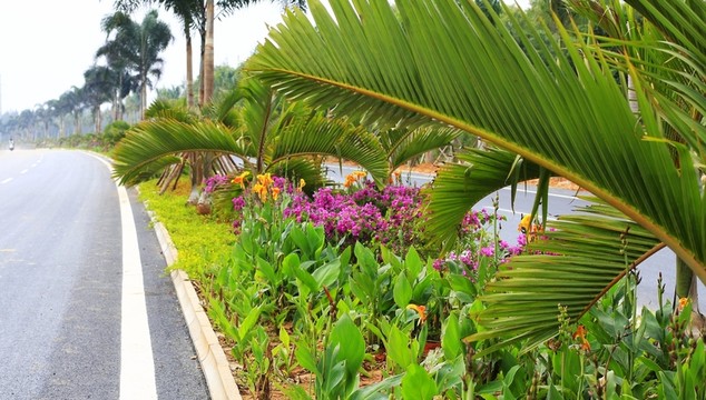 道路綠化