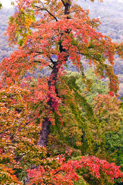 紅楓樹葉