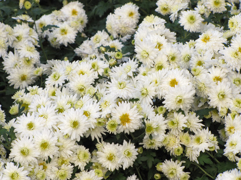 滁州白菊 滁州貢菊
