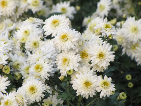 滁州白菊