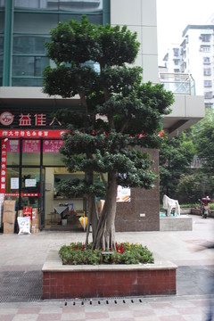 樹