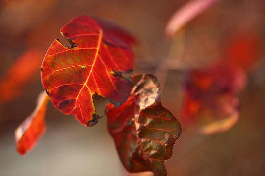 紅葉