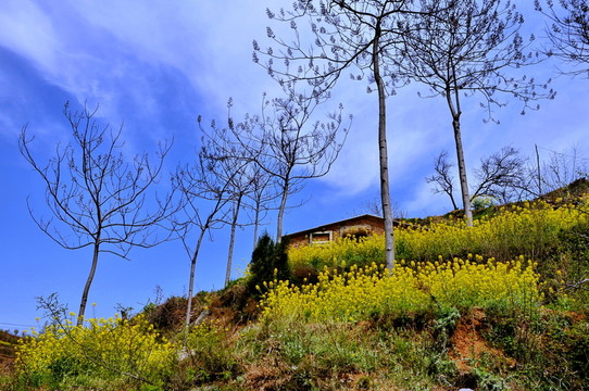 新密市尖山油菜花