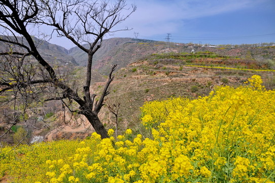 新密市尖山油菜花