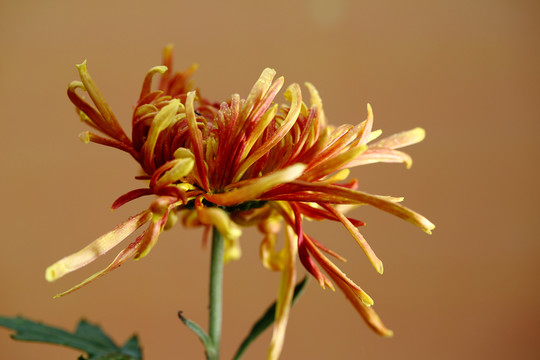 秋菊