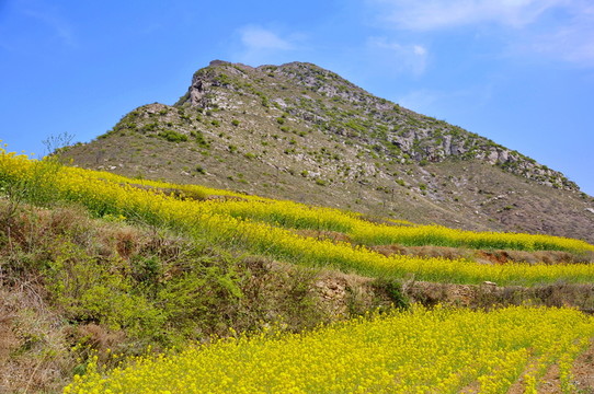 新密市尖山油菜花
