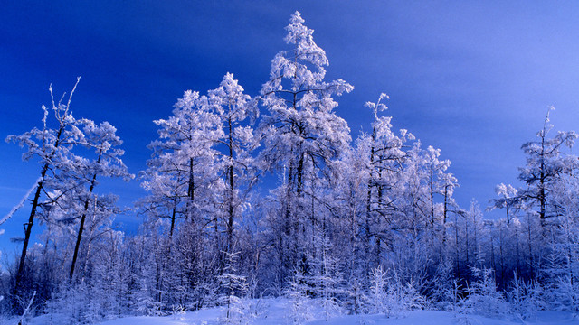 林海雪原