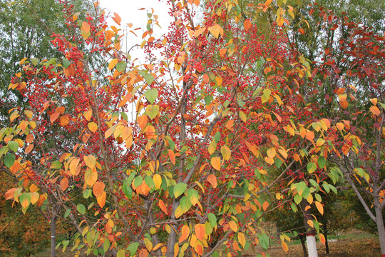 紅果