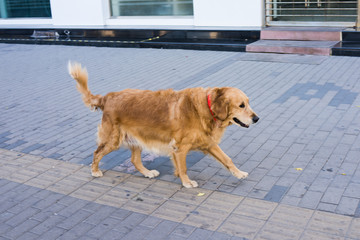 金毛犬