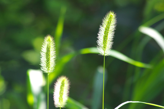 狗尾草