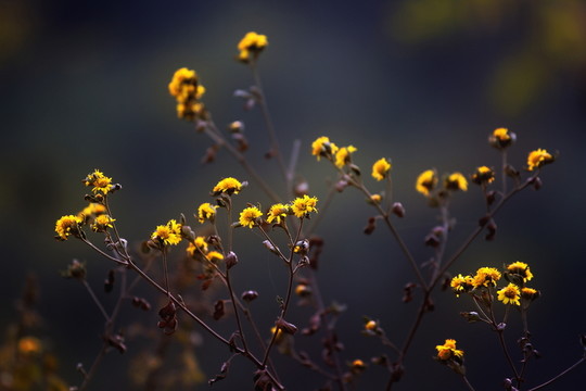 菊花
