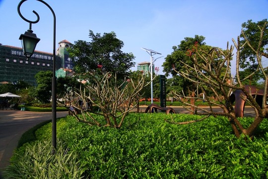 花圃