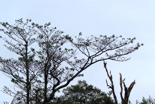 樹木