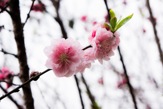 桃花