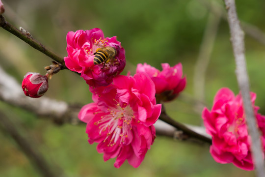 桃花