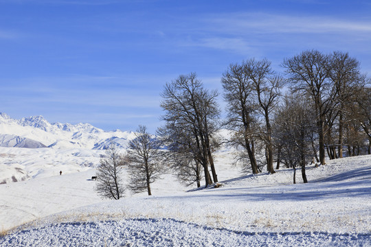 雪原