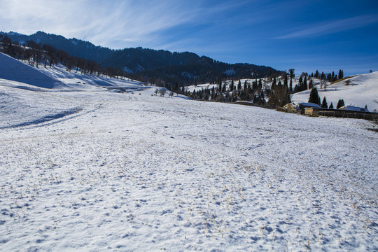雪原森林