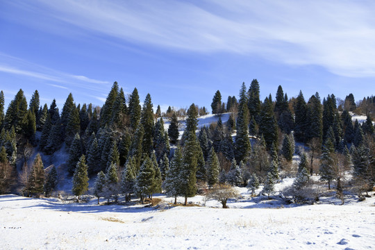 雪嶺云杉