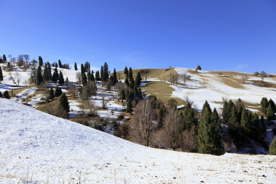 云嶺雪杉