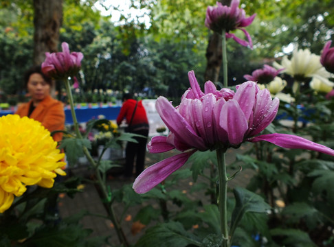菊花