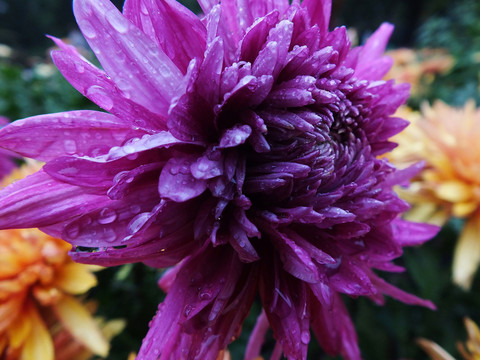 菊花