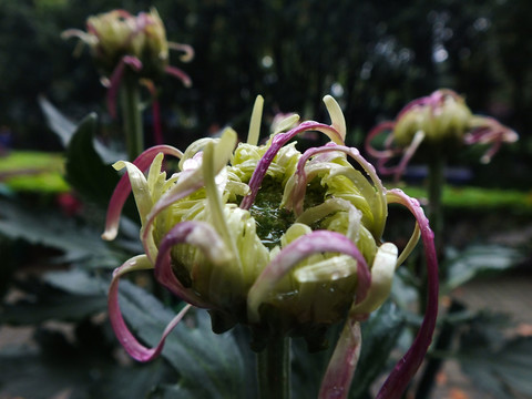 菊花