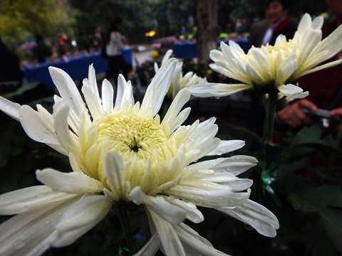 菊花