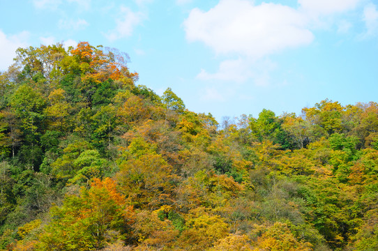 青杠紅葉林