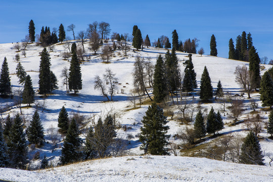 雪山  松樹(shù)