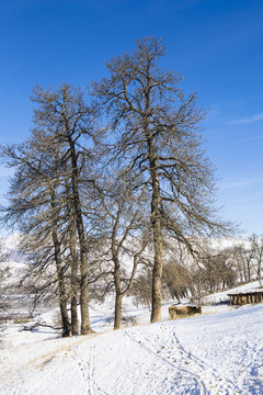 雪景  樹(shù)