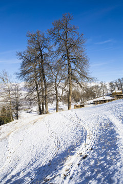 雪景