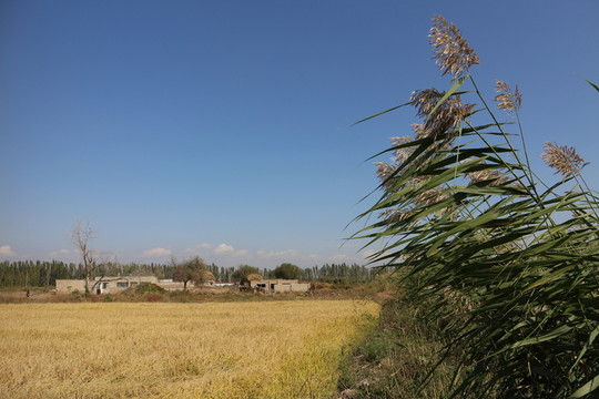 稻田蘆葦