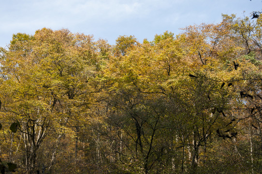 巴中南江縣光霧山紅葉林